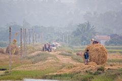 Rice Crop