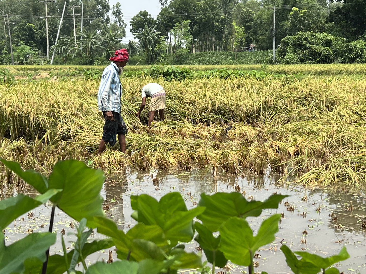 Rice crops field with farmers 