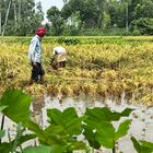 Rice crops field with farmers 