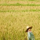 Rice Farmer