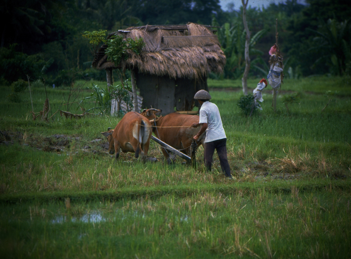 Rice farmer in the Golden Triangle