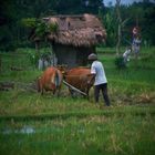 Rice farmer in the Golden Triangle