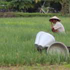 Rice farmer - job done