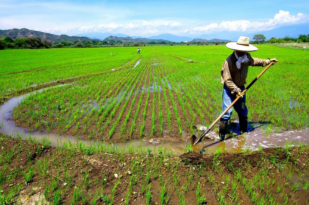 Rice farmer of Colombia