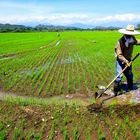 Rice farmer of Colombia