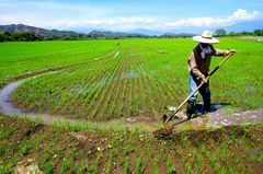 Rice farmer of Colombia