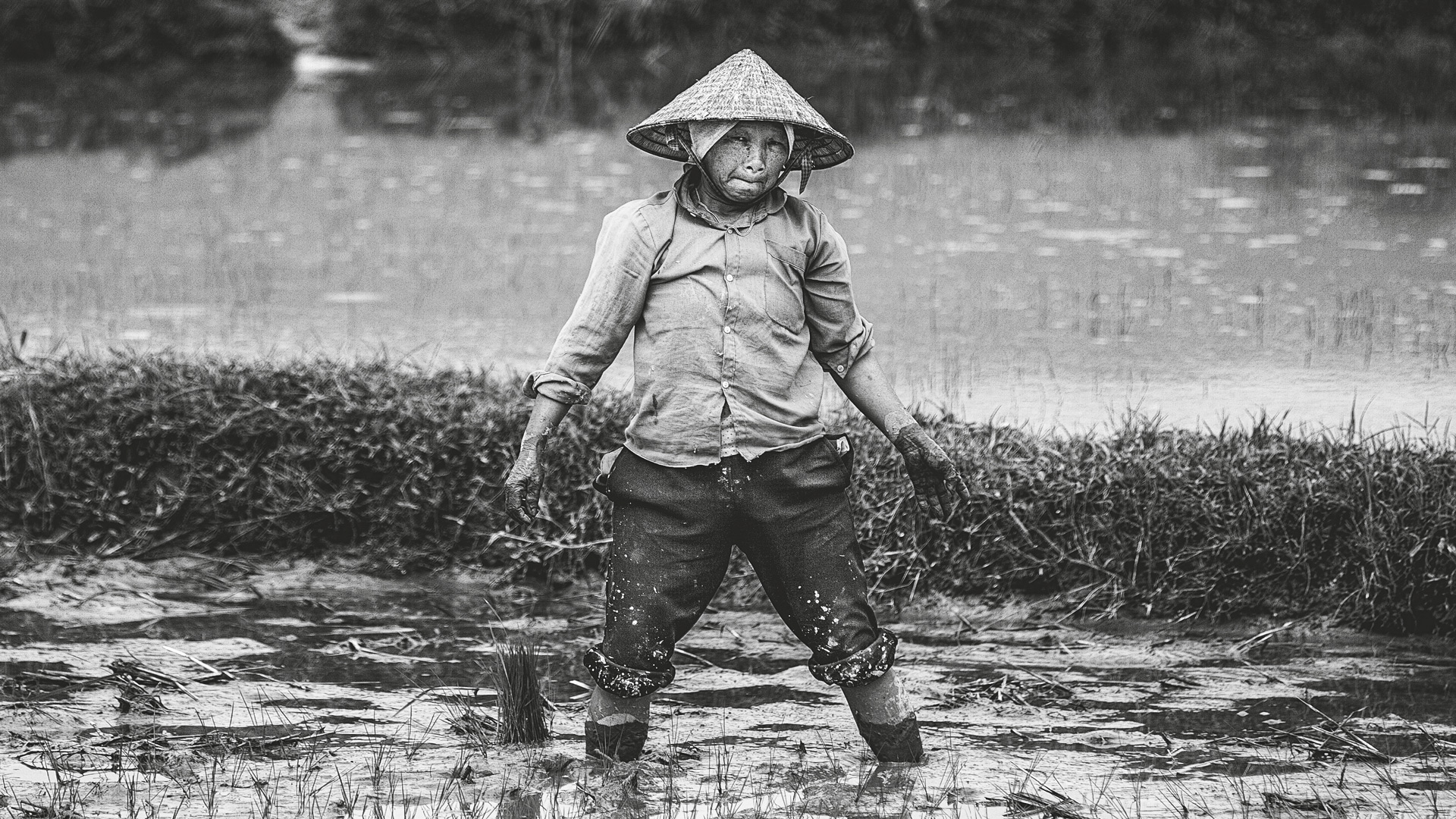 Rice farmer, Vietnam