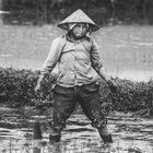 Rice farmer, Vietnam