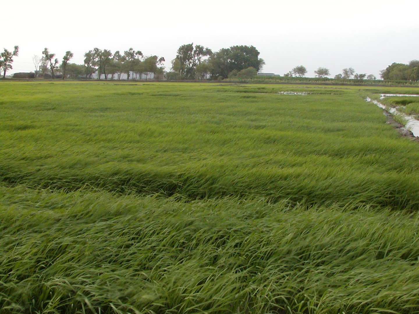 Rice Feild From Pakistan