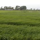 Rice Feild From Pakistan