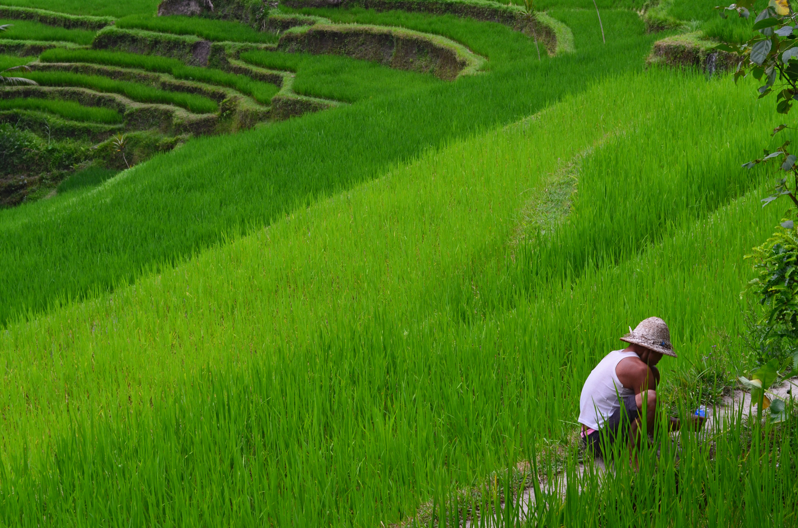 Rice field