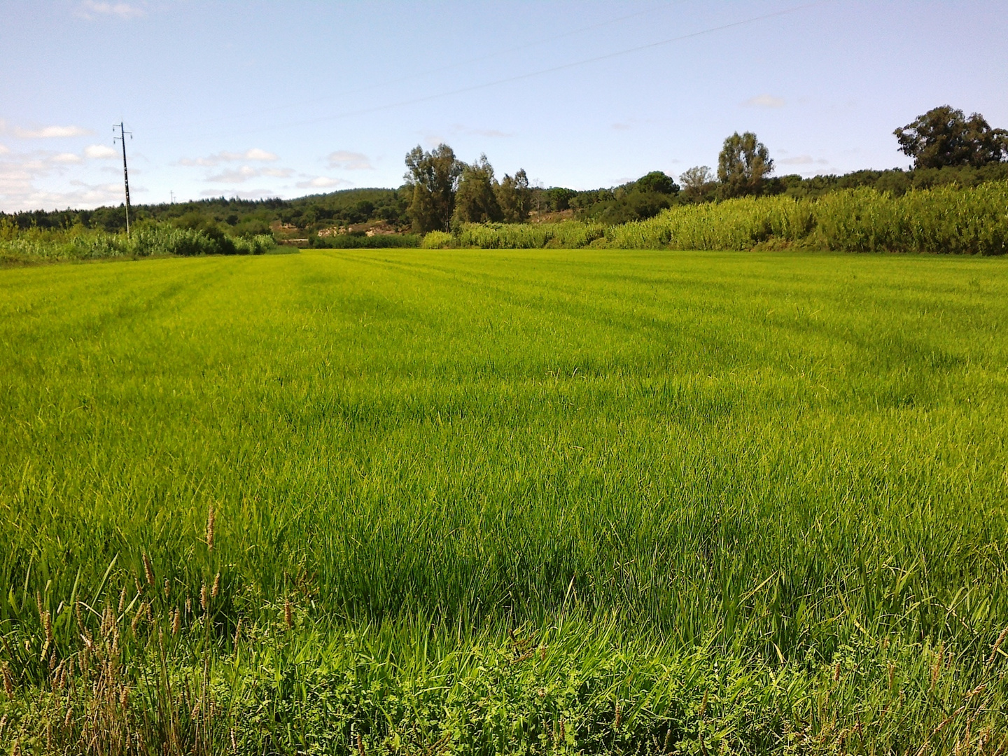 Rice field