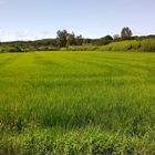 Rice field