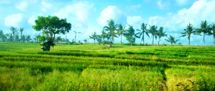 rice field