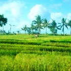 rice field