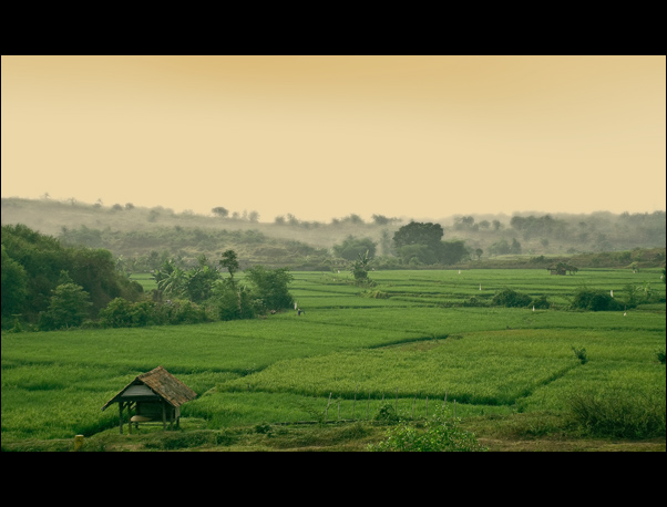 Rice Field