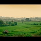 Rice Field