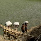 Rice field - Bihar - India