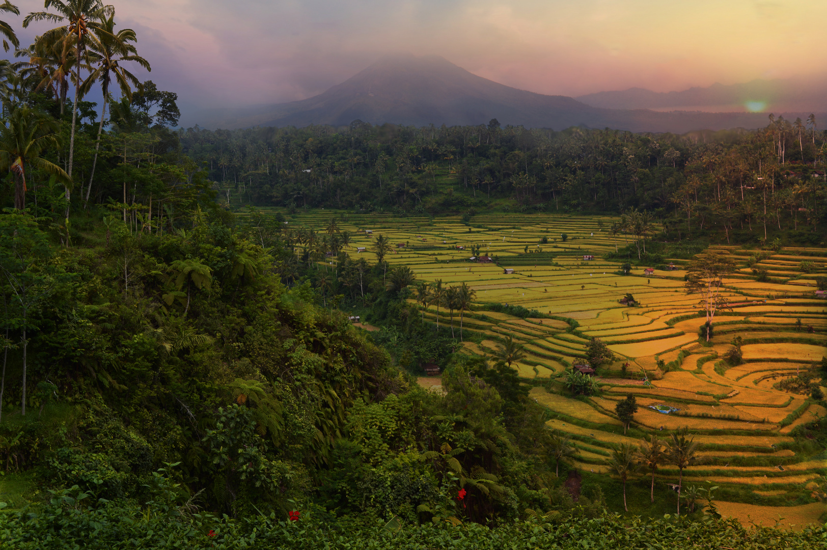 Rice Field