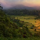 Rice Field