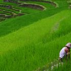 Rice field