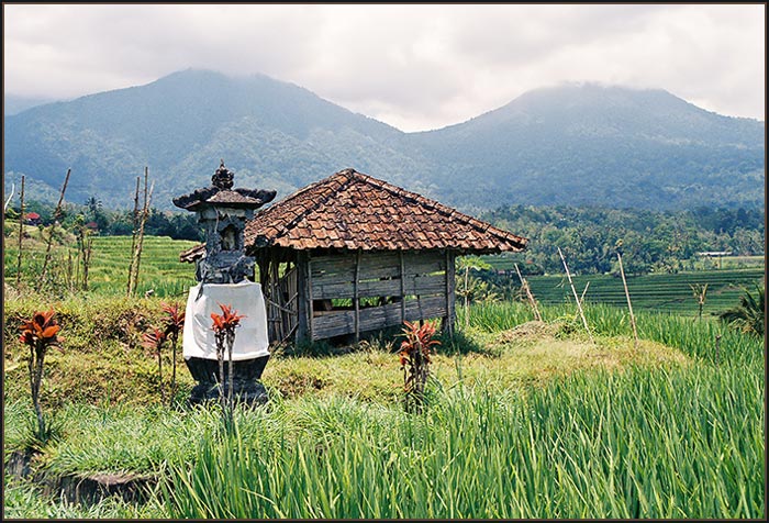 Rice Field