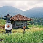 Rice Field