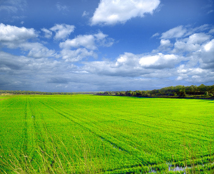 Rice Field