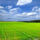 Rice Field