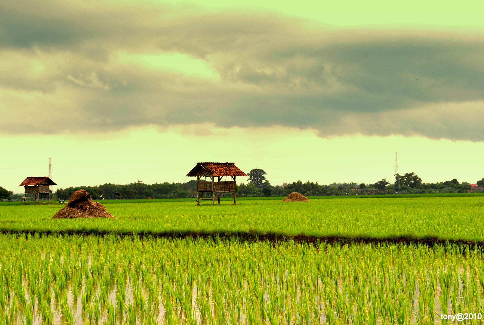 rice field