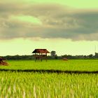 rice field