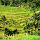 Rice Field in Ubud-Bali