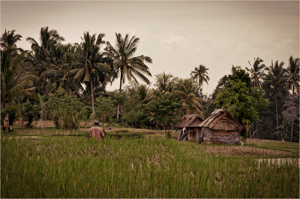 Rice-field romance