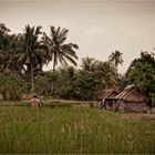 Rice-field romance