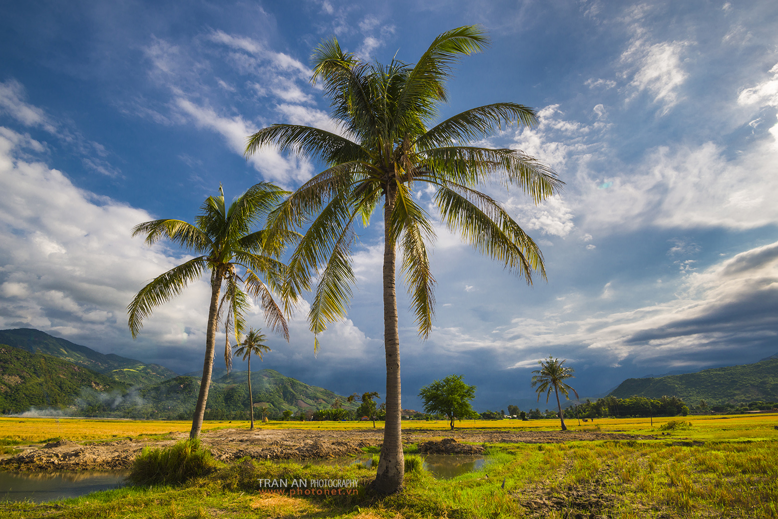 Rice Field with Coconut Tree.
