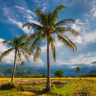 Rice Field with Coconut Tree.