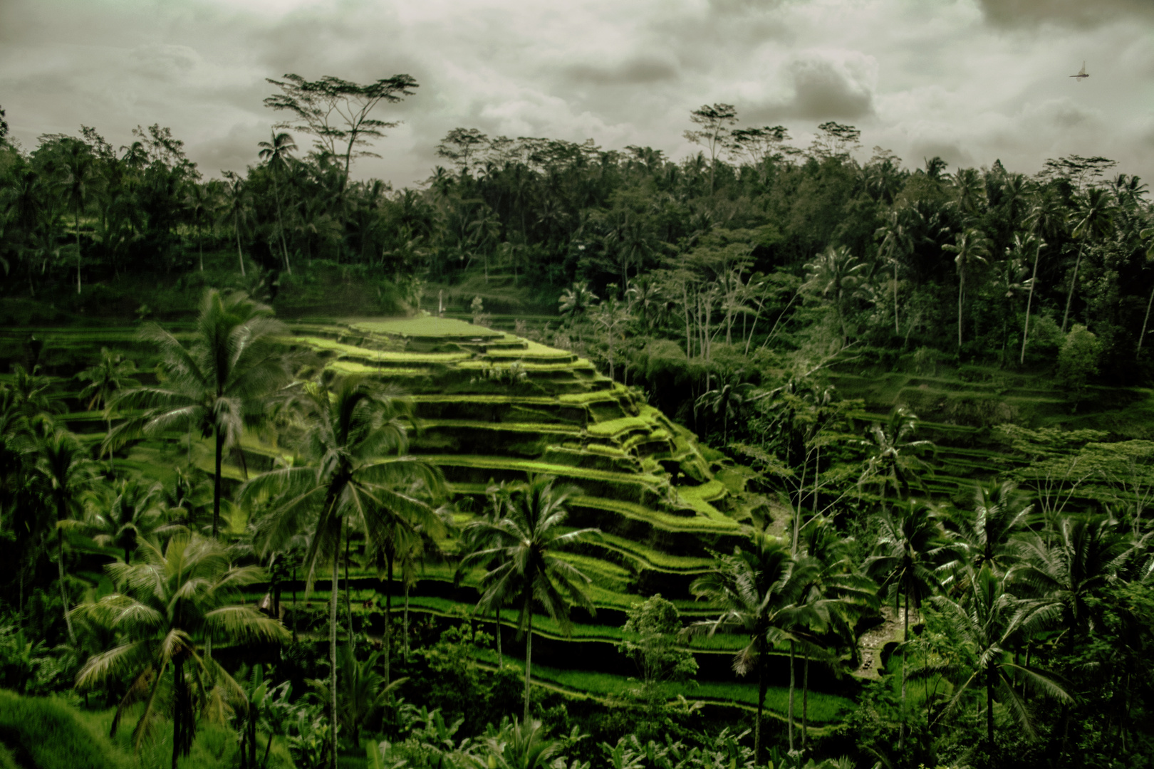 Rice fields