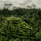 Rice fields