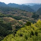 Rice Fields