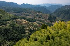 Rice Fields