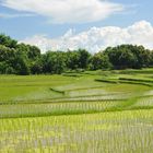 Rice Fields