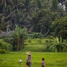 Rice Fields 