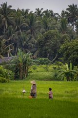 Rice Fields 