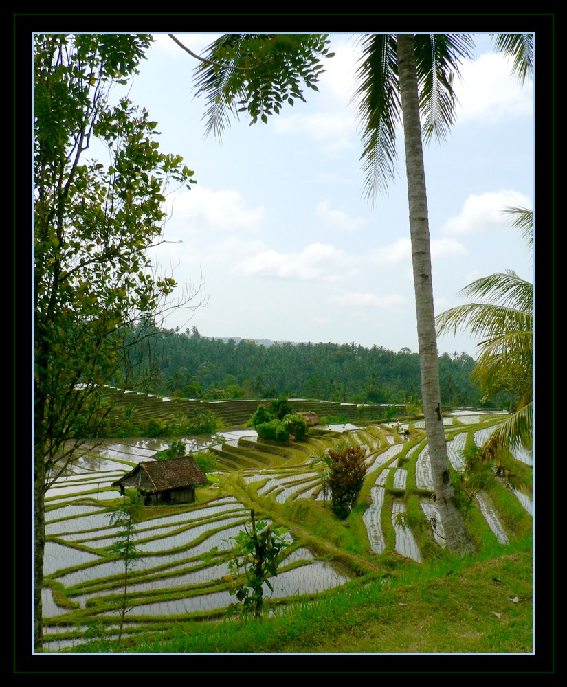 Rice fields