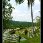 Rice fields