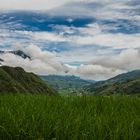 Rice Fields