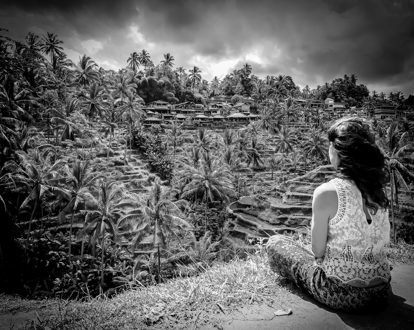 rice fields 