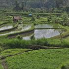 Rice Fields