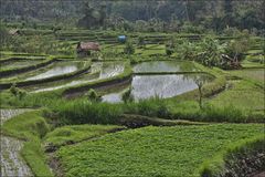 Rice Fields