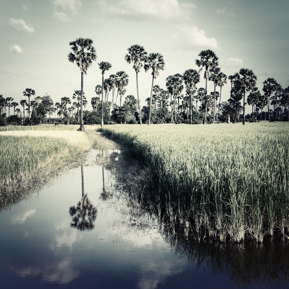 Rice fields